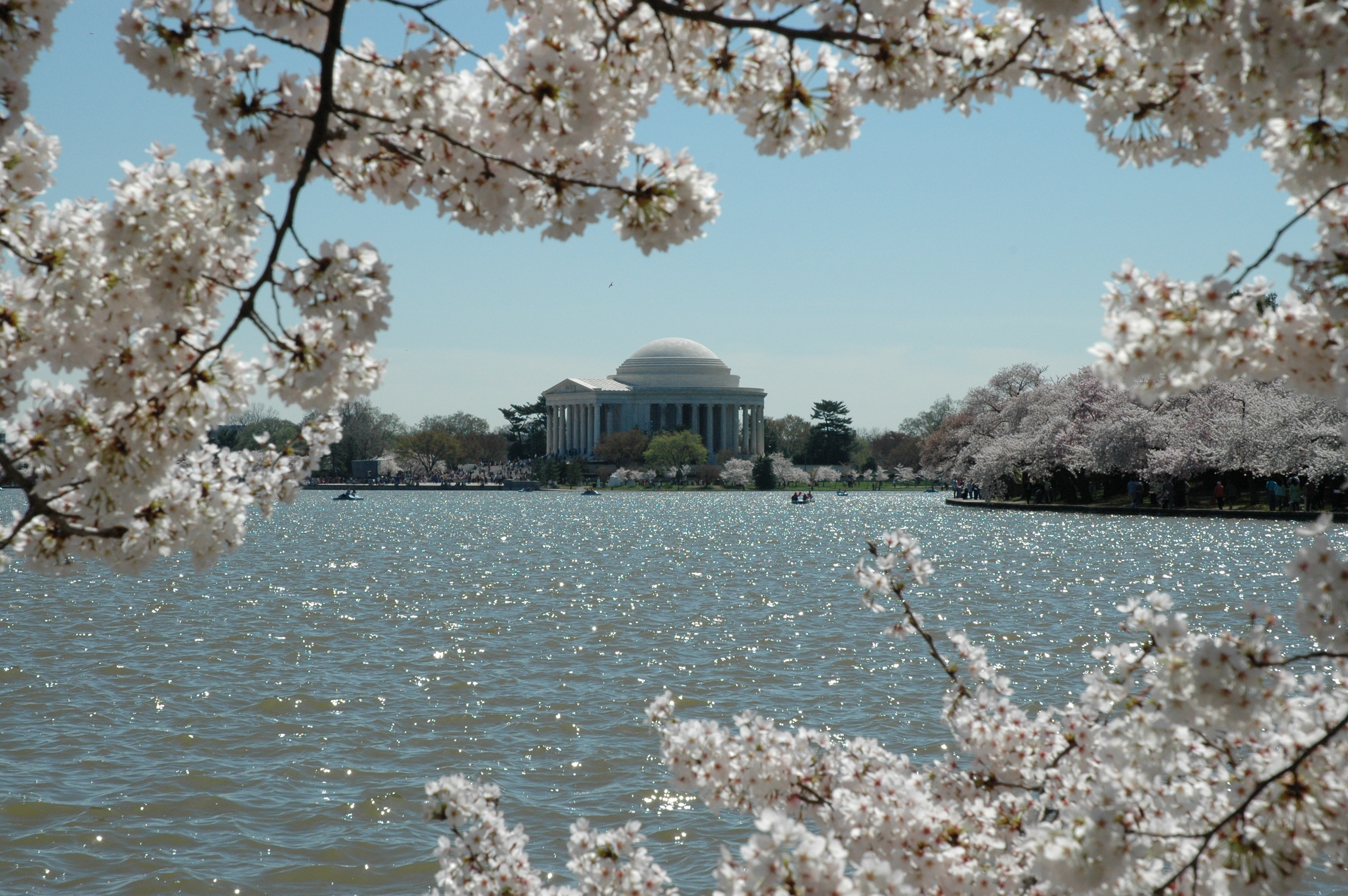 Cherry blossoms around Jefferson Memorial
