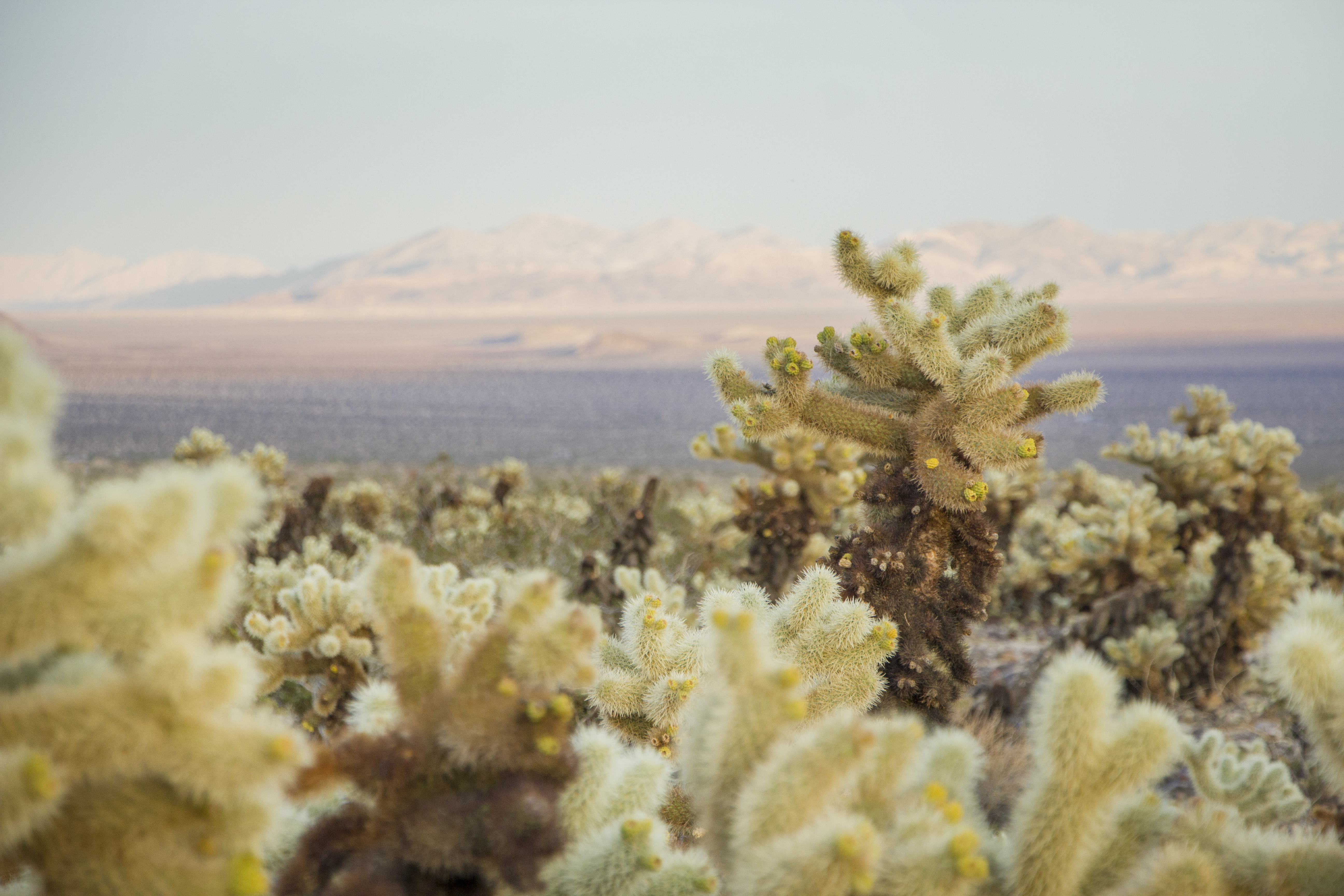 Teddybear cholla (Cylindropuntia bigelovii) and Pinto Basin; Cholla Cactus Garden