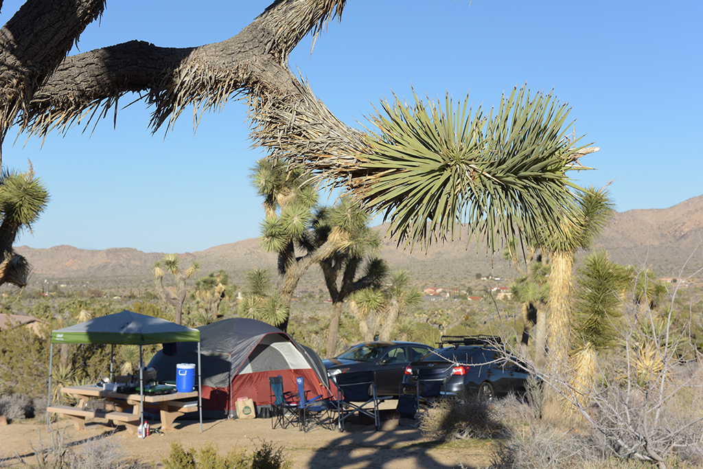 A site at Black Rock Camground, Joshua Tree National Park / NPS-Hannah Schwalbe