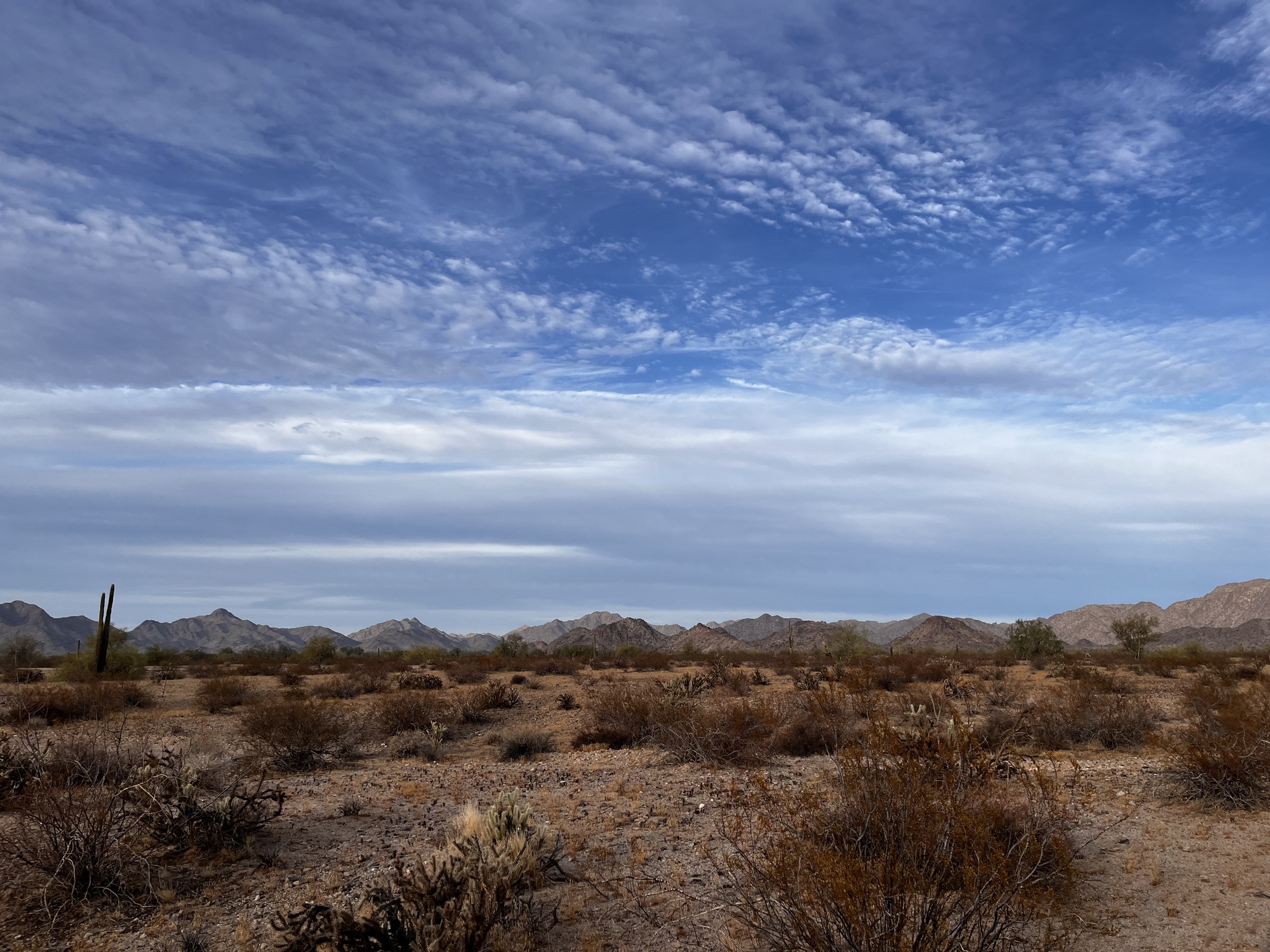 A desert landscape with sparse begetation, cacti, and mountains