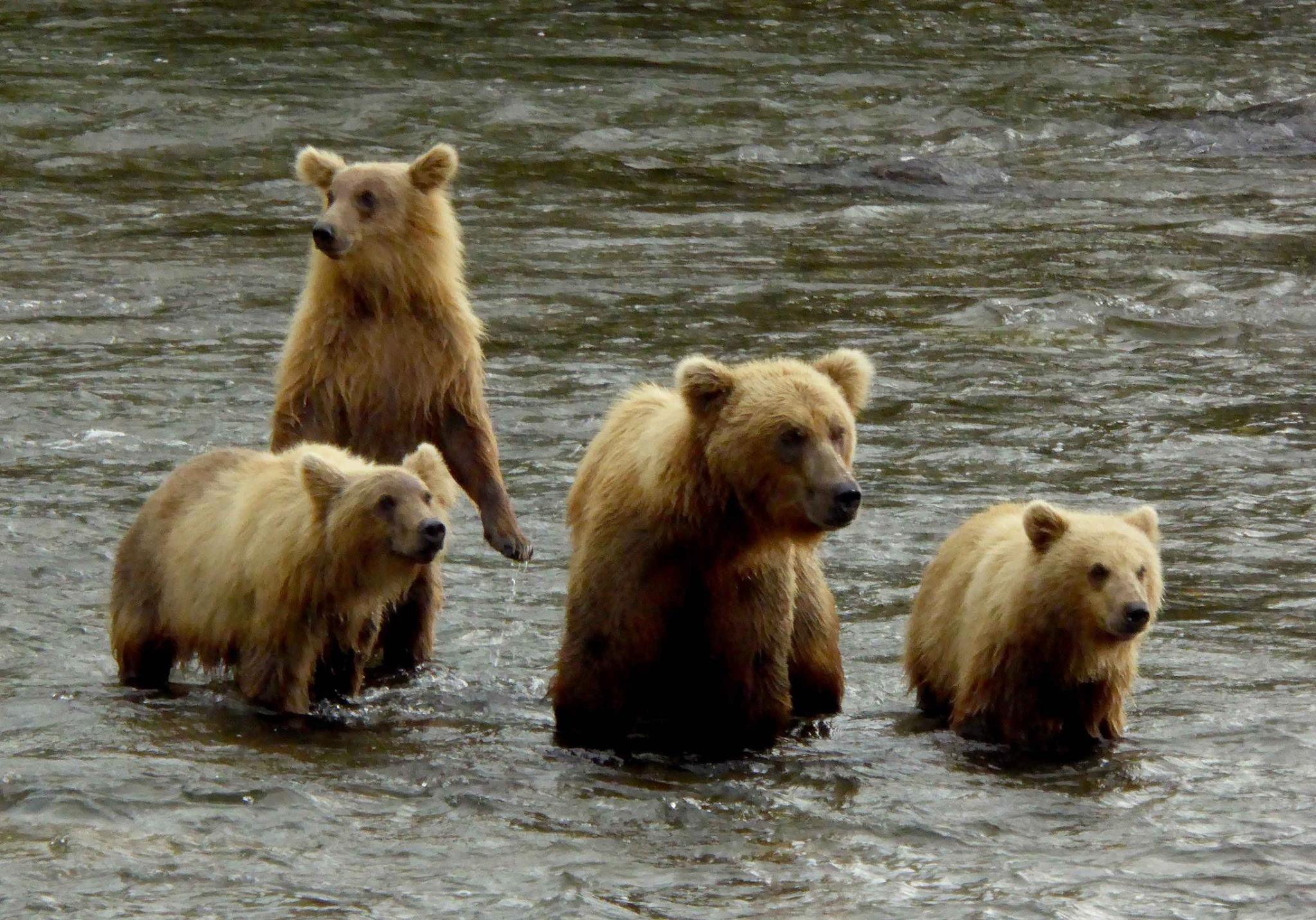 Brown bear and cubs go for a swim in a river