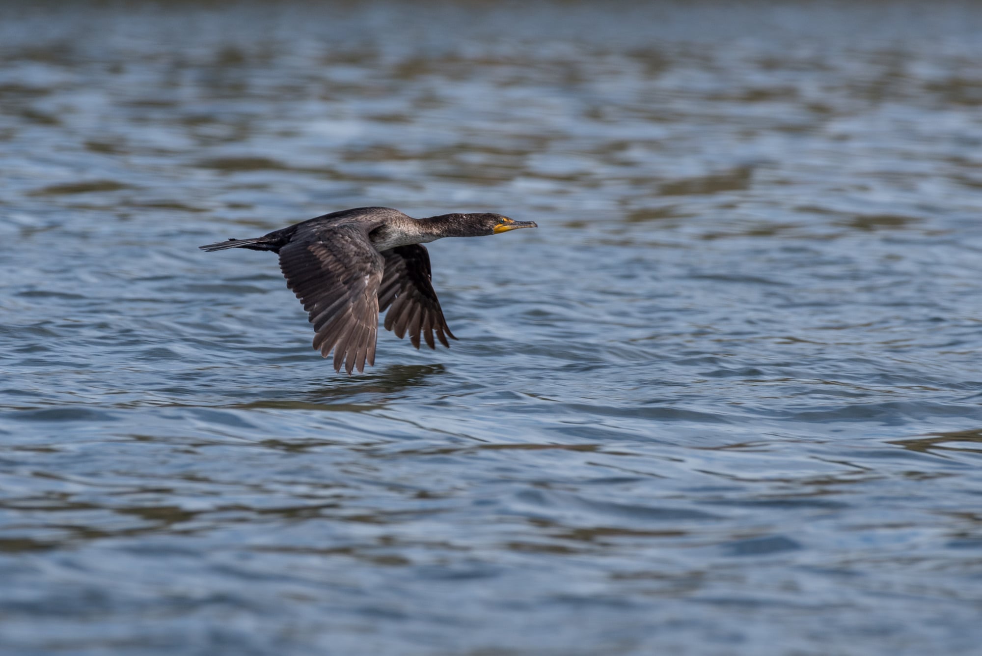 double-crested cormorant flying over a river