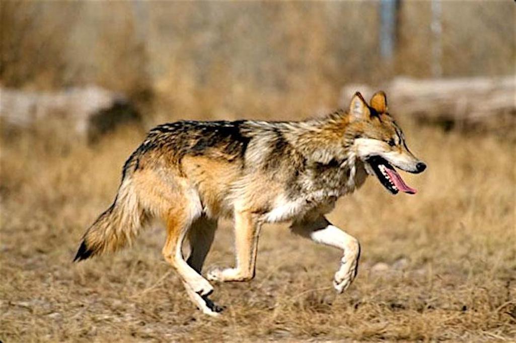 A Mexican wolf (not this one) and her mate and pups have been set free in New Mexico/USFWS file