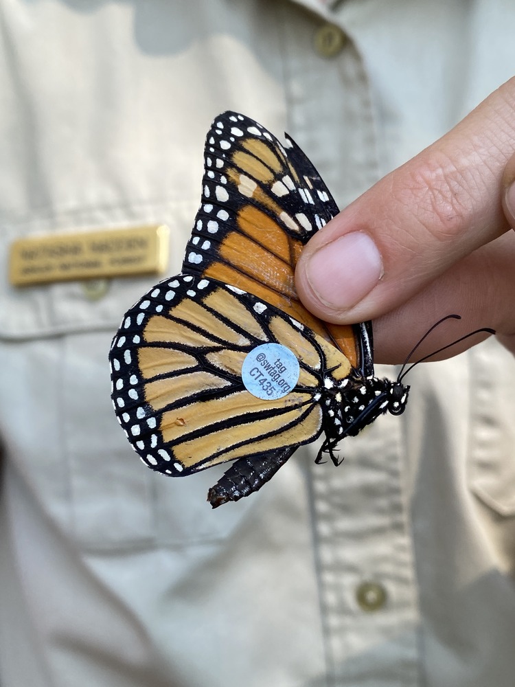 A hand holds an orange and black butterfly with a blue sticker on it.