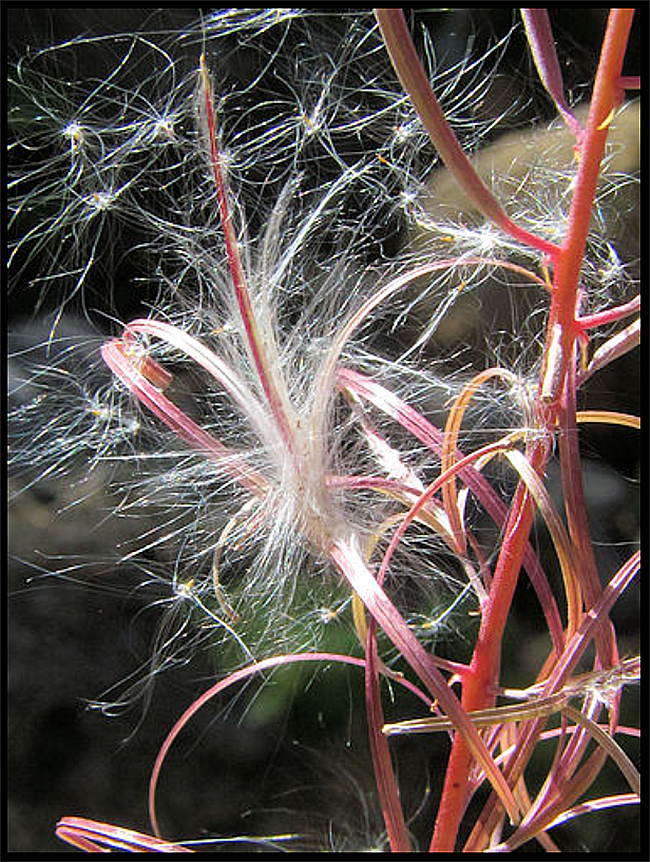 Fireweed, Mount Rainier National Park / NPS-C. Vecchio