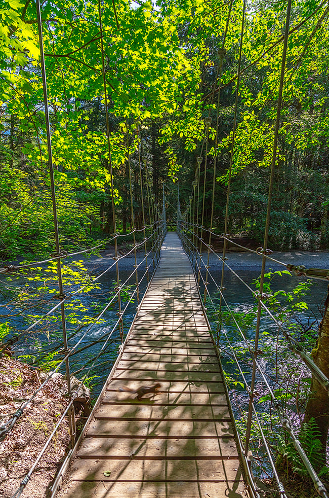A suspension bridge leading line along the Trail of Patriarchs, Mount Rainier National Park / Rebecca Latson