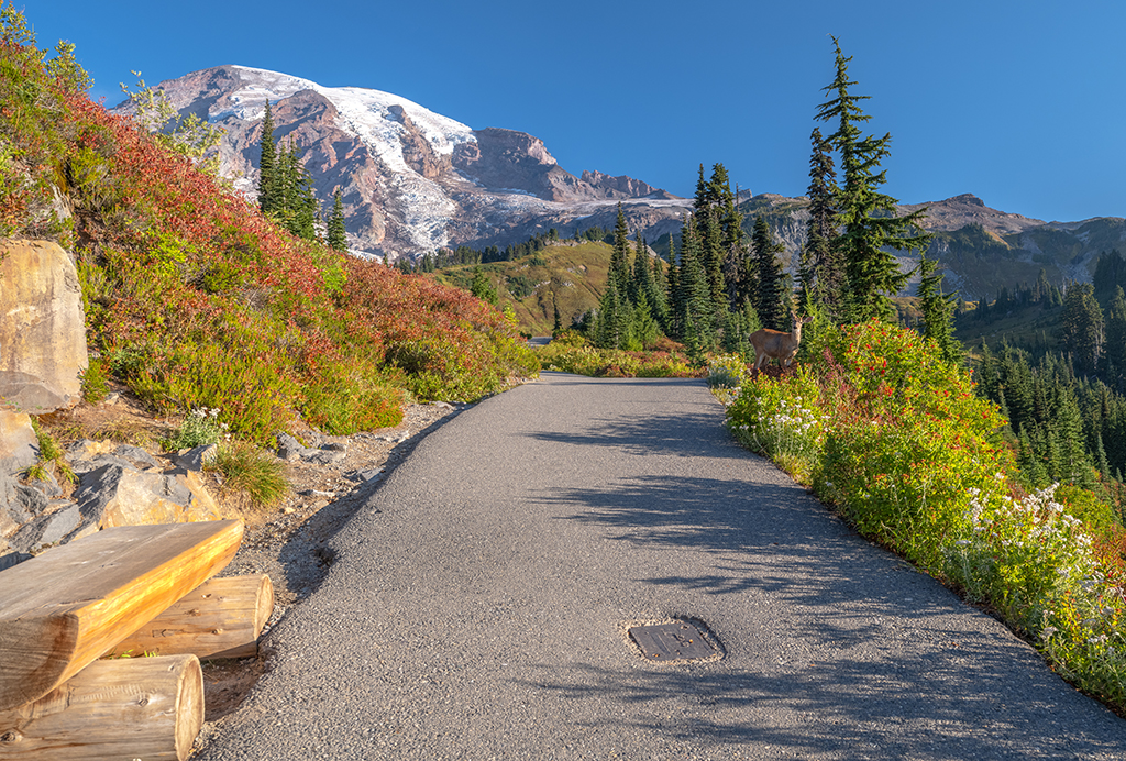 A young stag just off the trail toward Myrtle Falls, Mount Rainier National Park / Rebecca Latson
