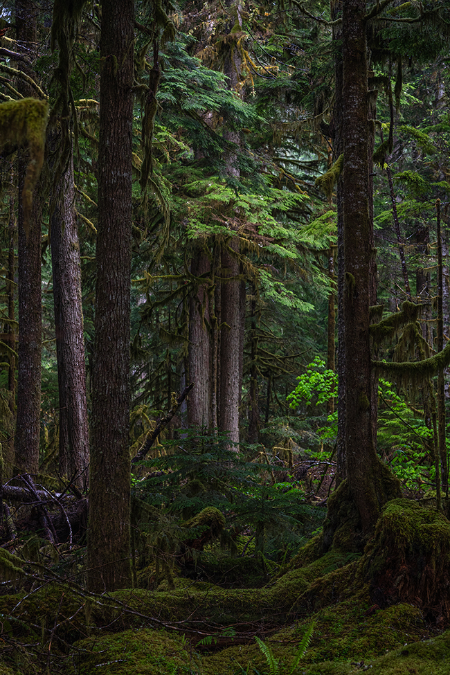 Forest magic, Mount Rainier National Park / Rebecca Latson