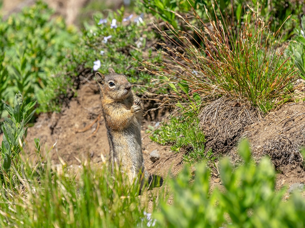 A curious little ground squirrel along the Silver Forest Trail, Mount Rainier National Park / Rebecca Latson