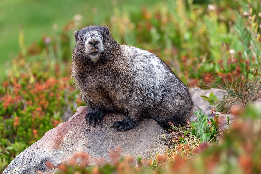 A marmot looking at the photographer, Mount Rainier National Park / Rebecca Latson