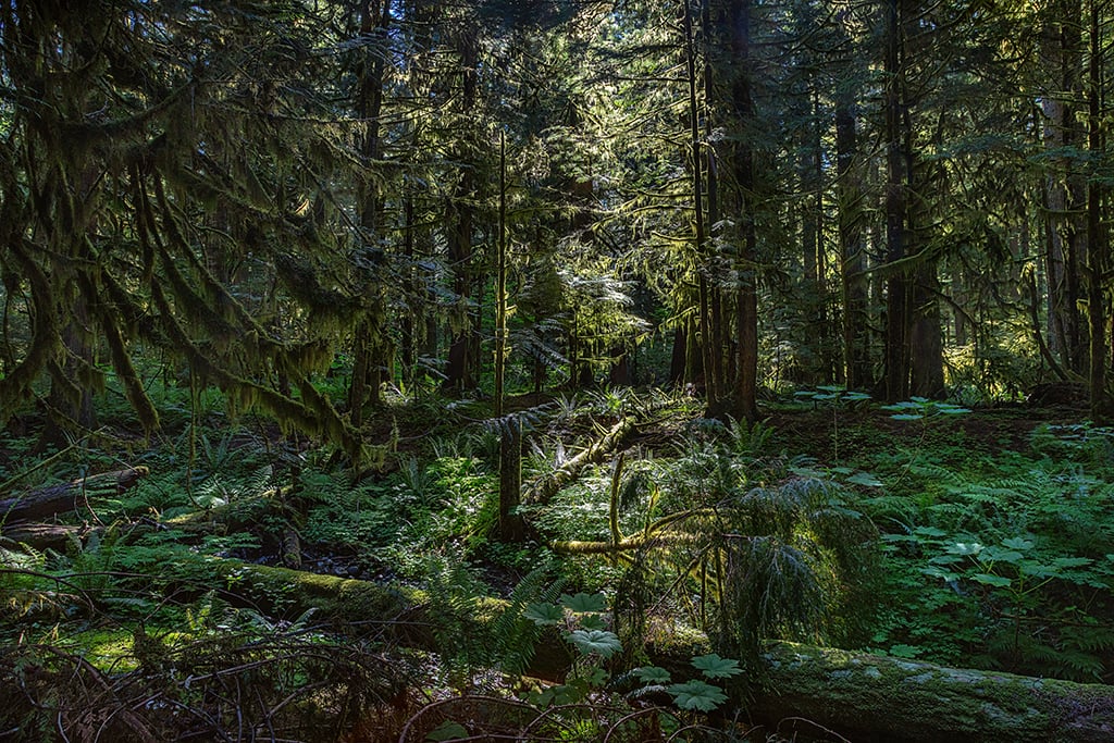 A sun-dappled forest interior along Westside Road, Mount Rainier National Park / Rebecca Latson