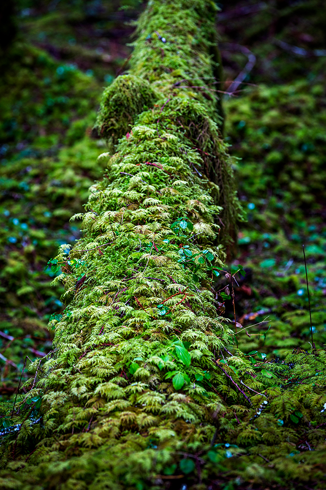 Feathery greenery on a nurse log, Mount Rainier National Park / Rebecca Latson