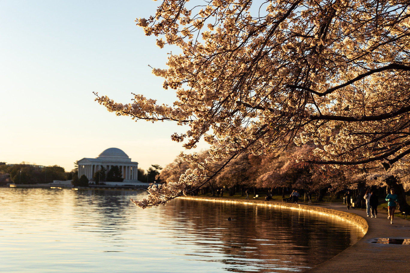 Cherry blossom trees surround the tidal basin with the Thomas Jefferson memorial in the distance.