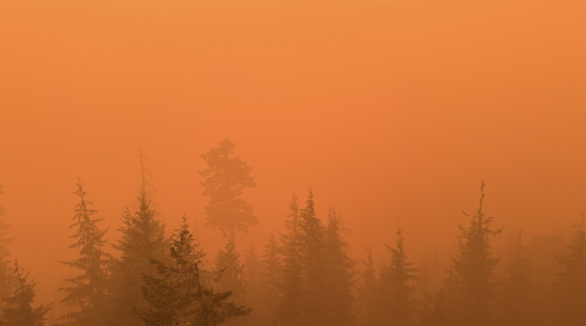 The tops of trees are barely visible as the sky glows in complete orange.