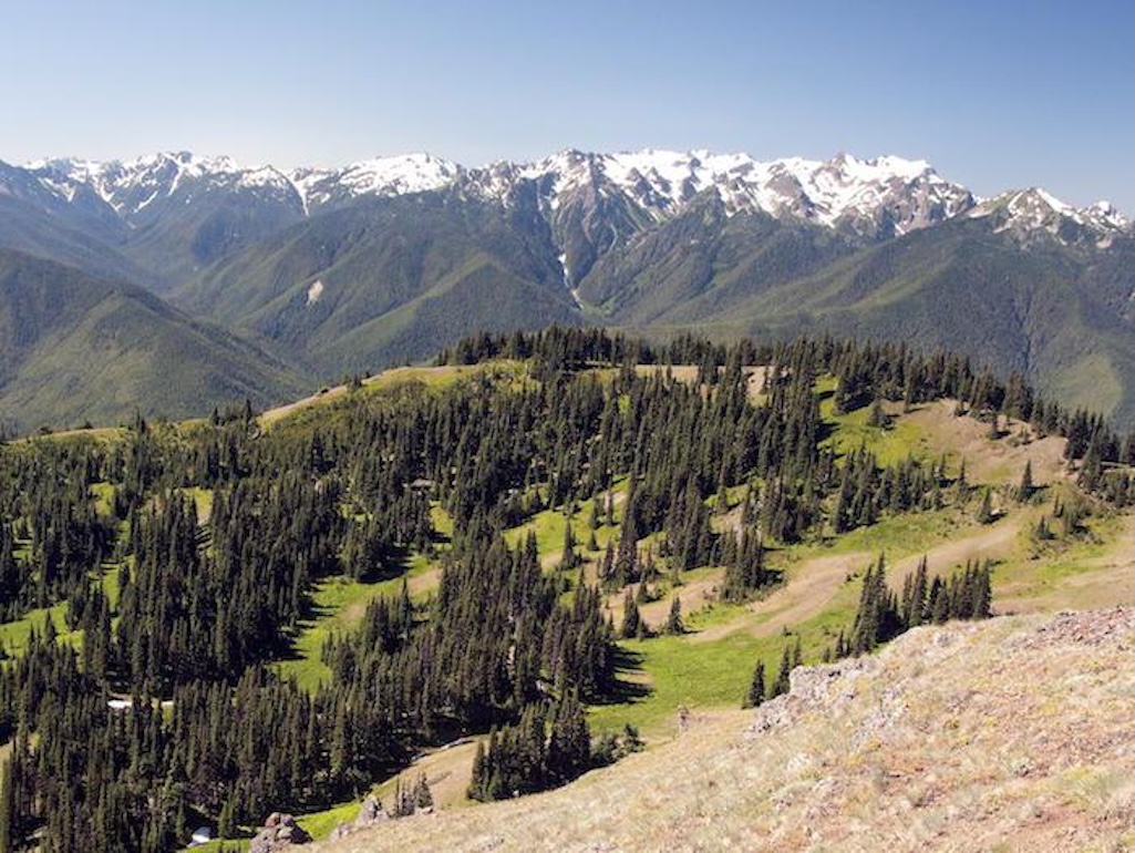 A young child was bitten by a mountain lion while hiking on Hurricane Ridge in Olympic National Park/NPS file