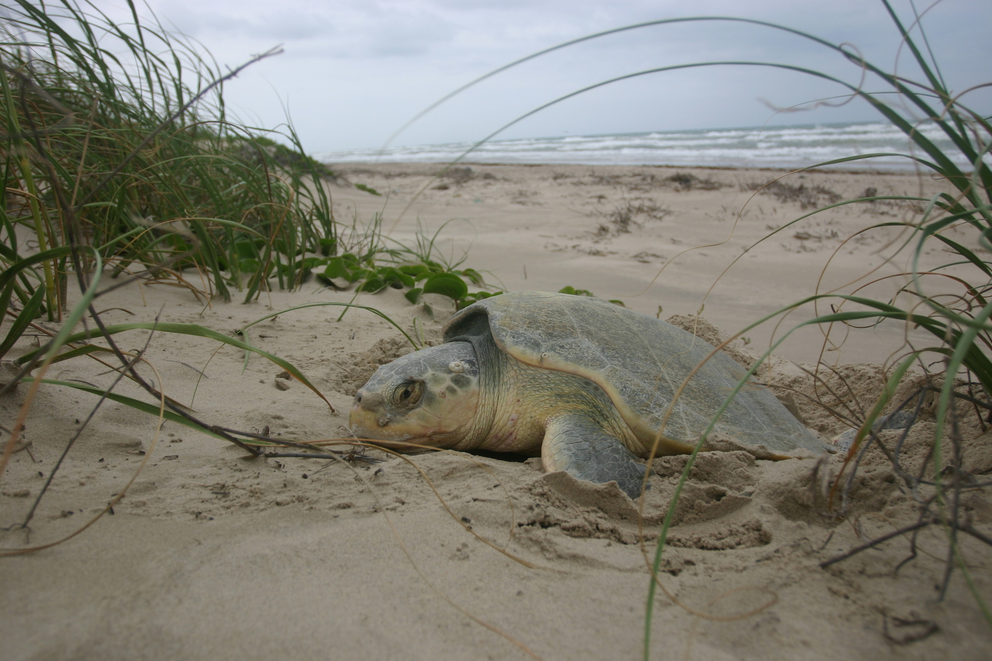 Kemp's ridley sea turtle digging nest