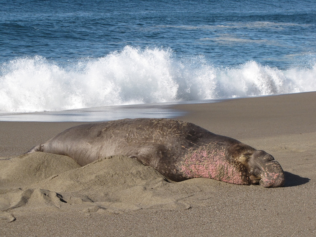 A snoozing bull elephant seal, Point Reyes National Seashore / NPS photo permit 21425
