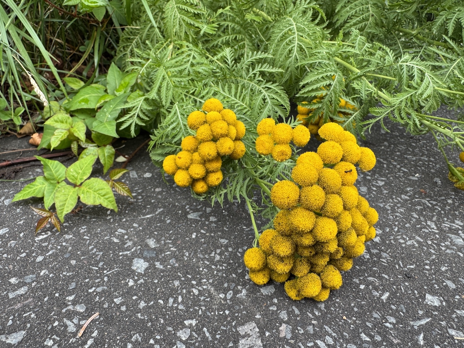 A vivid yellow flower.