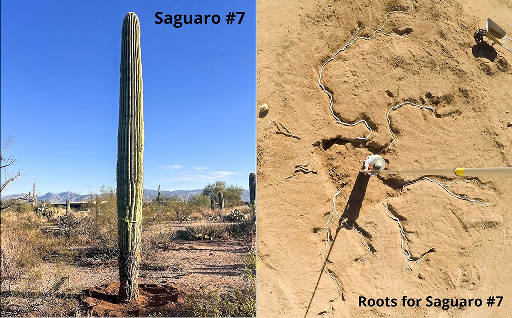 A saguaro cactus and its root path, Saguaro National Park / NPS file