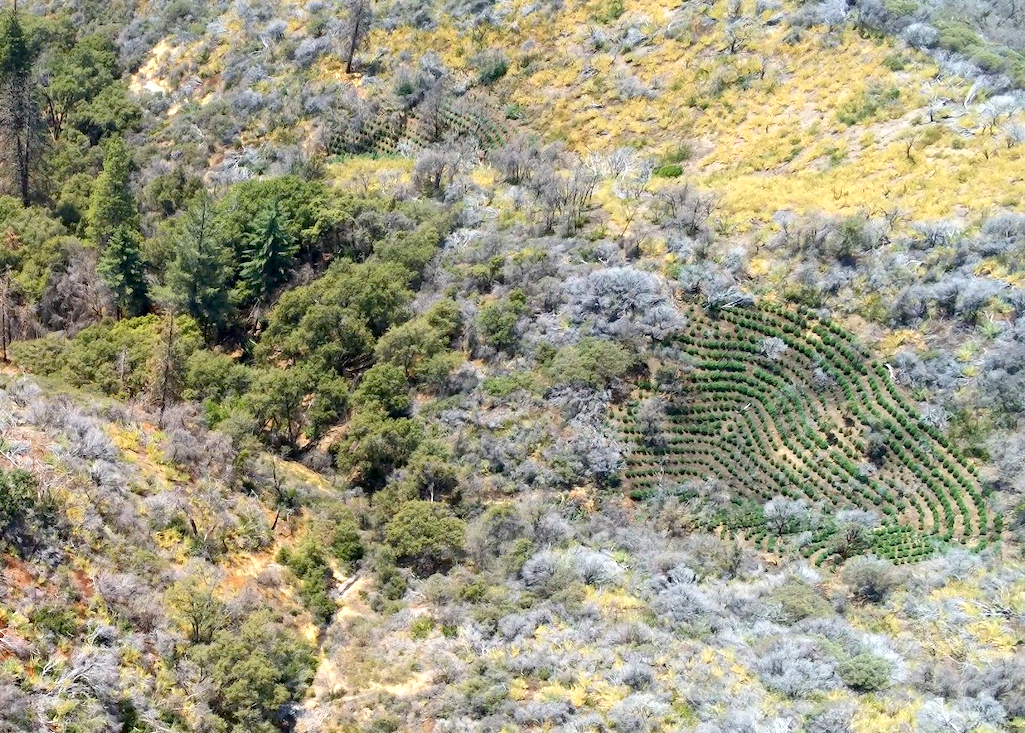 An aerial view of the illegal marijuana cultivation site/NPS