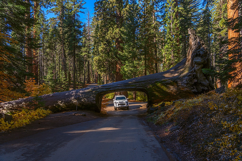 The Tunnel Log along Crescent Meadow Road, Sequoia National Park / Rebecca Latson