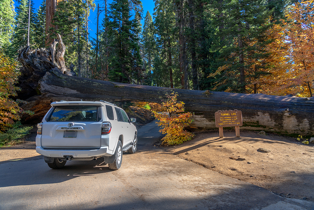 Fall color and the Tunnel Log on the Crescent Meadow Road, Sequoia National Park / Rebecca Latson