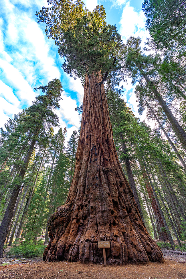 The Clara Barton Tree has a noticeable flare at its base, Sequoia National Park / Rebecca Latson