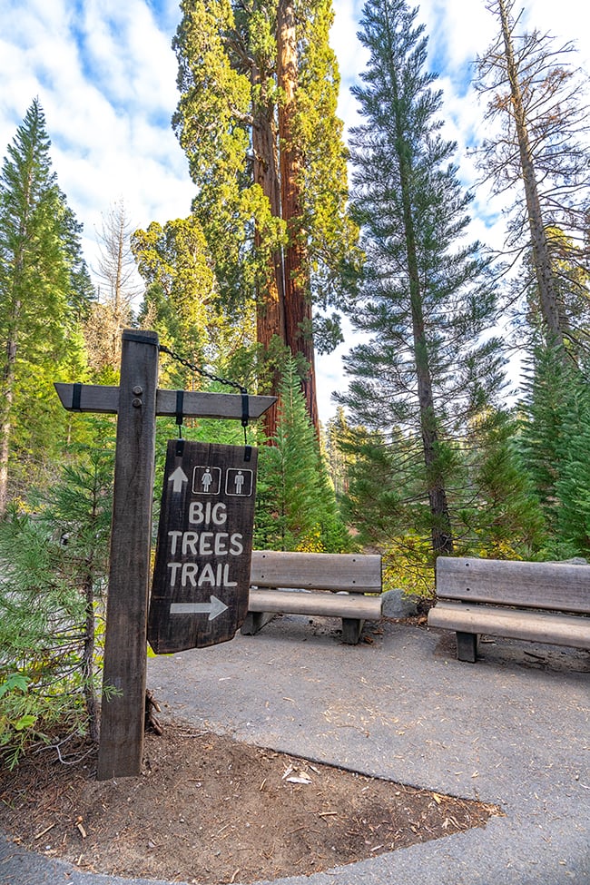 Big Trees Trail is a great introduction to giant sequoias and their ecology, Sequoia National Park / Rebecca Latson