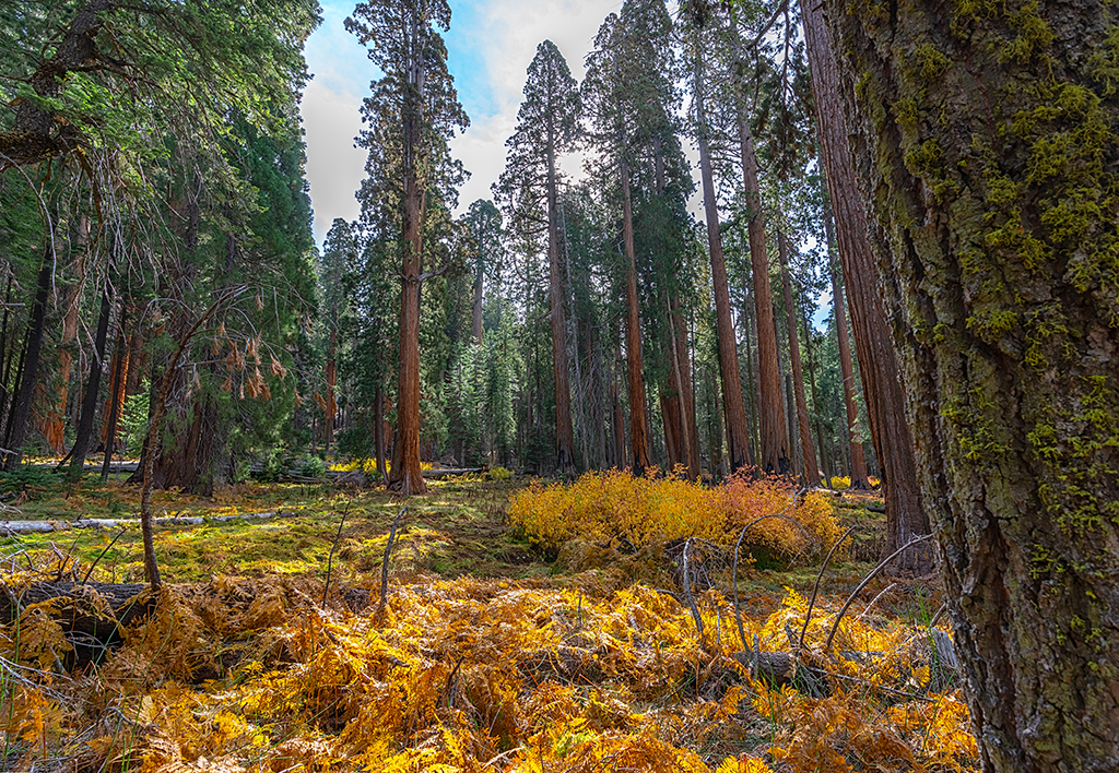 A bit of color in a small forest clearing along the Congress Trail, Sequoia National Park / Rebecca Latson