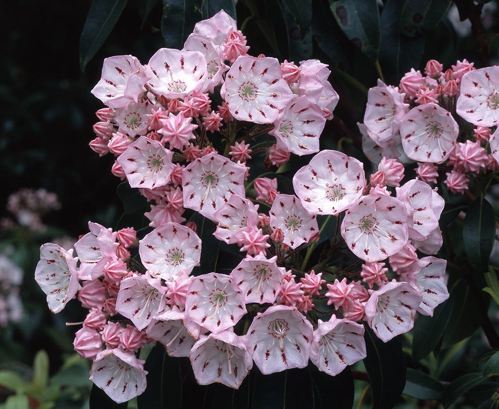 Mountain laurel, Shenandoah National Park / NPS file