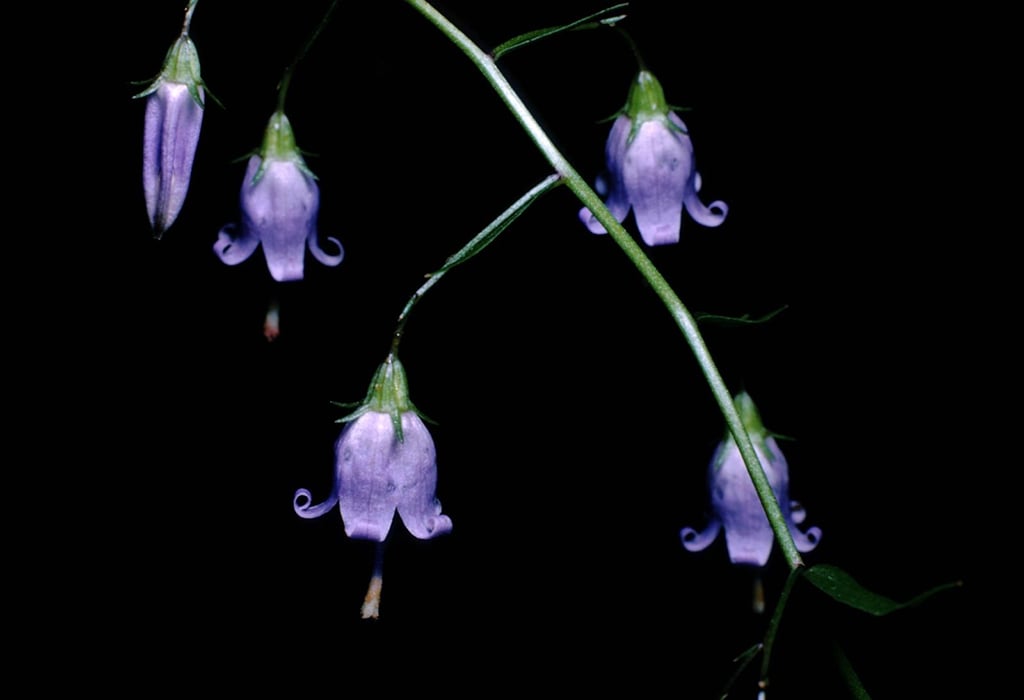 Bellflower, Shenandoah National Park / NPS file