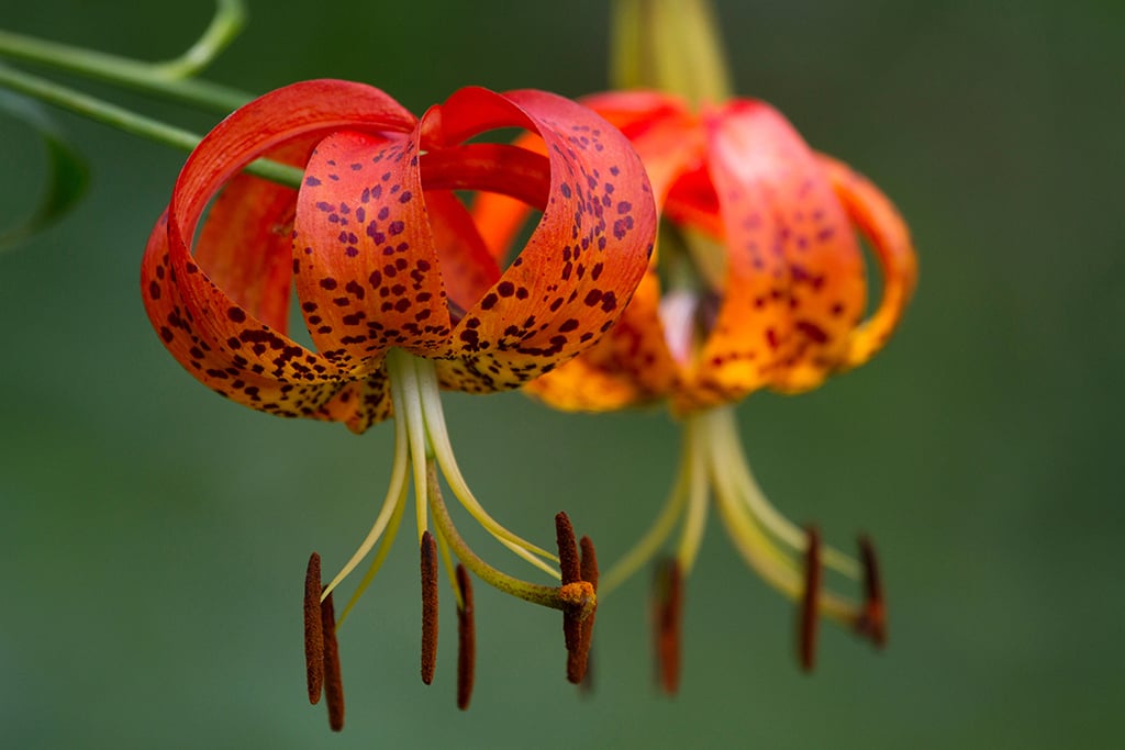 Turk's cap lily, Shenandoah National Park / NPS file
