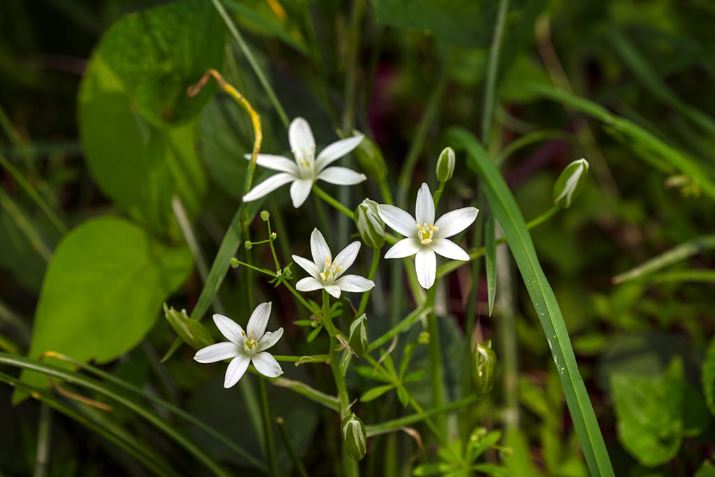 Star-of-Bethlehem, Shenandoah National Park / Rebecca Latson