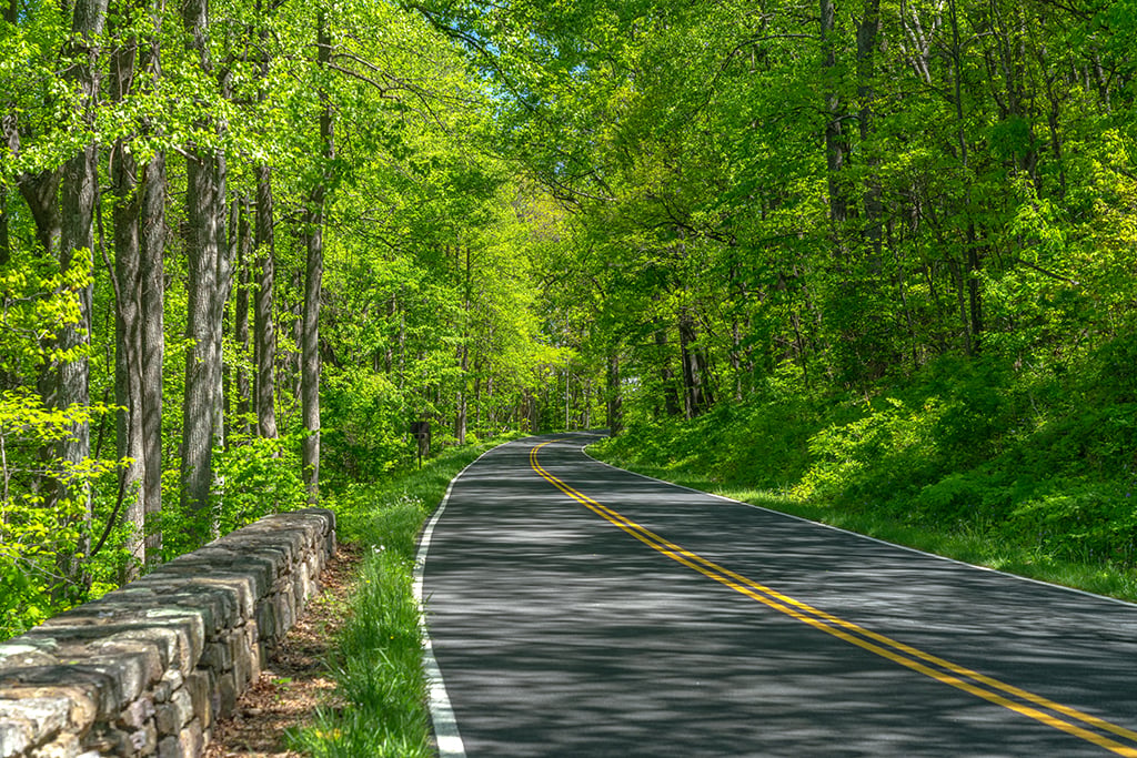 A spring snippet of Skyline Drive, Shenandoah National Park / Rebecca Latson