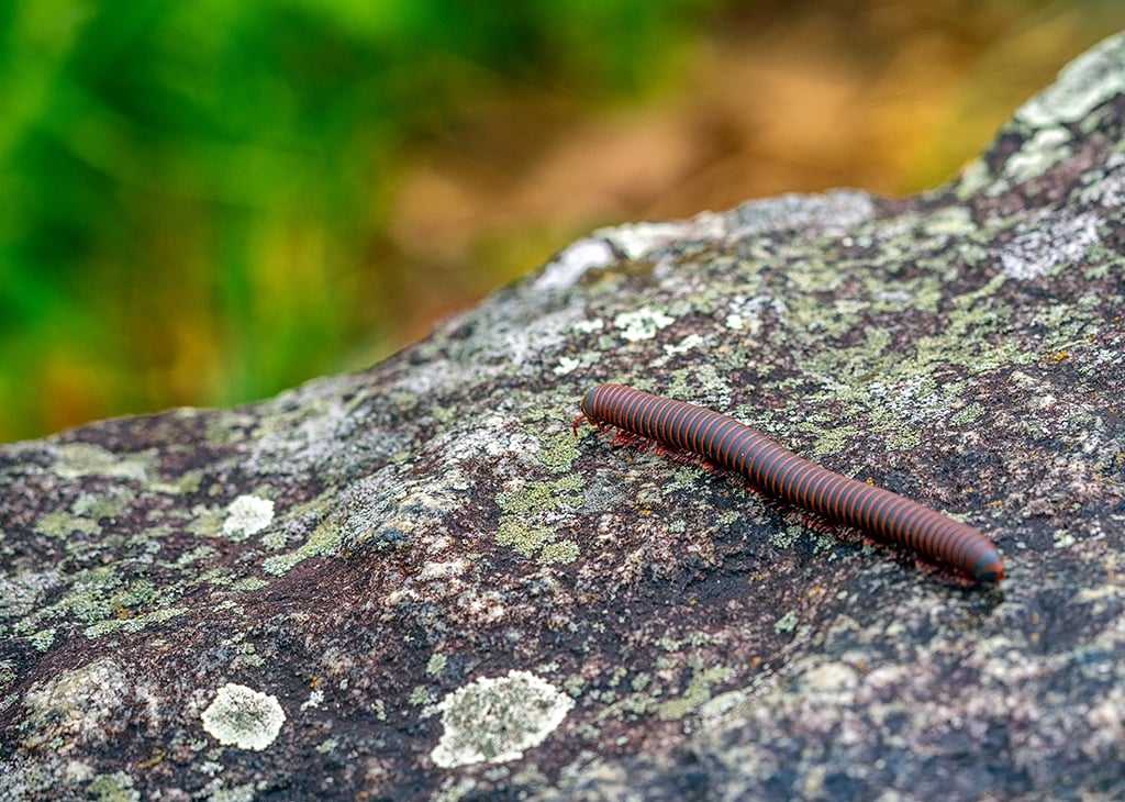 Giant American millipedes are seen all through Shenandoah National Park / Rebecca Latson