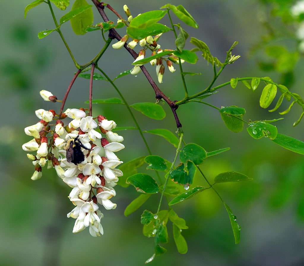 Black locust tree blooms, Shenandoah National Park / Rebecca Latson