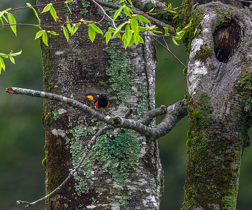 American redstart, Shenandoah National Park / Rebecca Latson