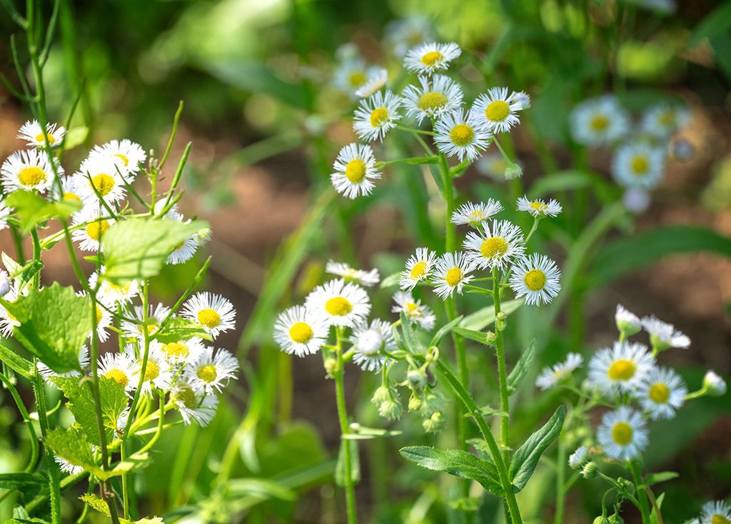 Fleabane, Shenandoah National Park / Rebecca Latson