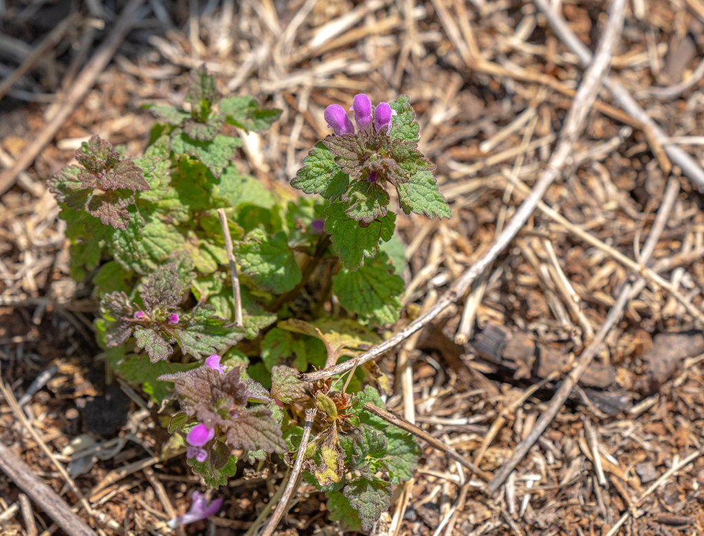 Dead nettle, Shenandoah National Park / Rebecca Latson