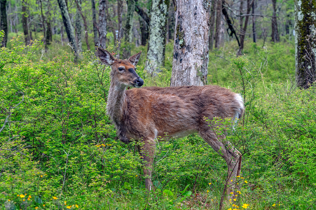 More than likely, one of the animals you will spot in Shenandoah National Park is deer / Rebecca Latson