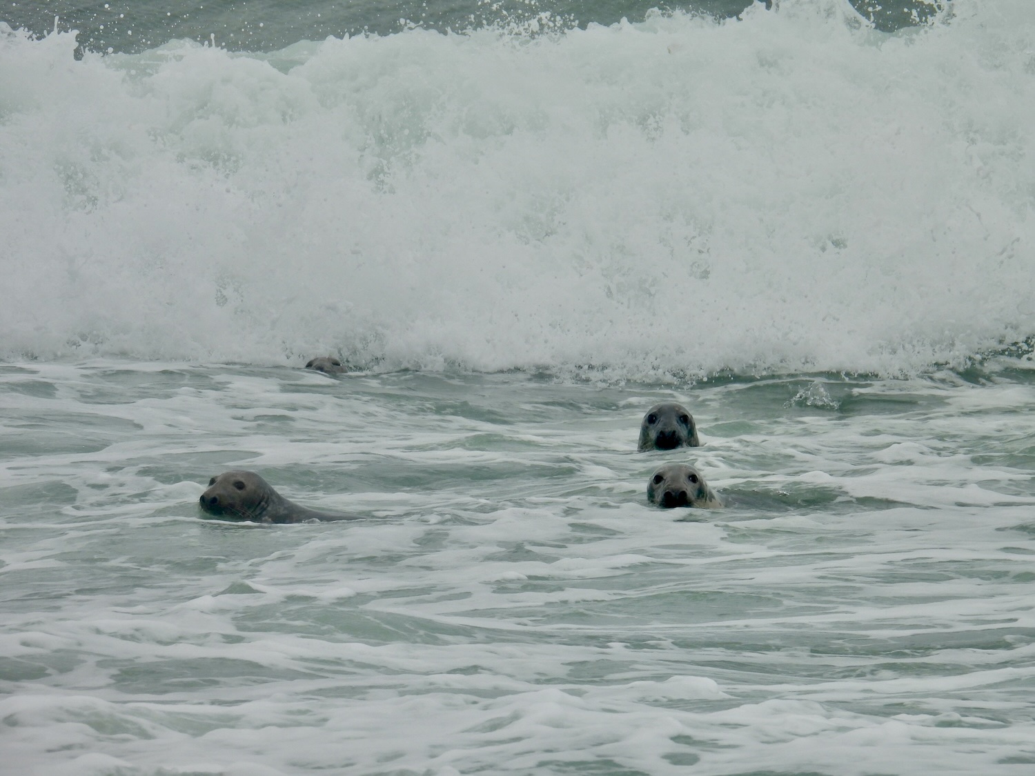 Grey seals bob in the North Atlantic Ocean.