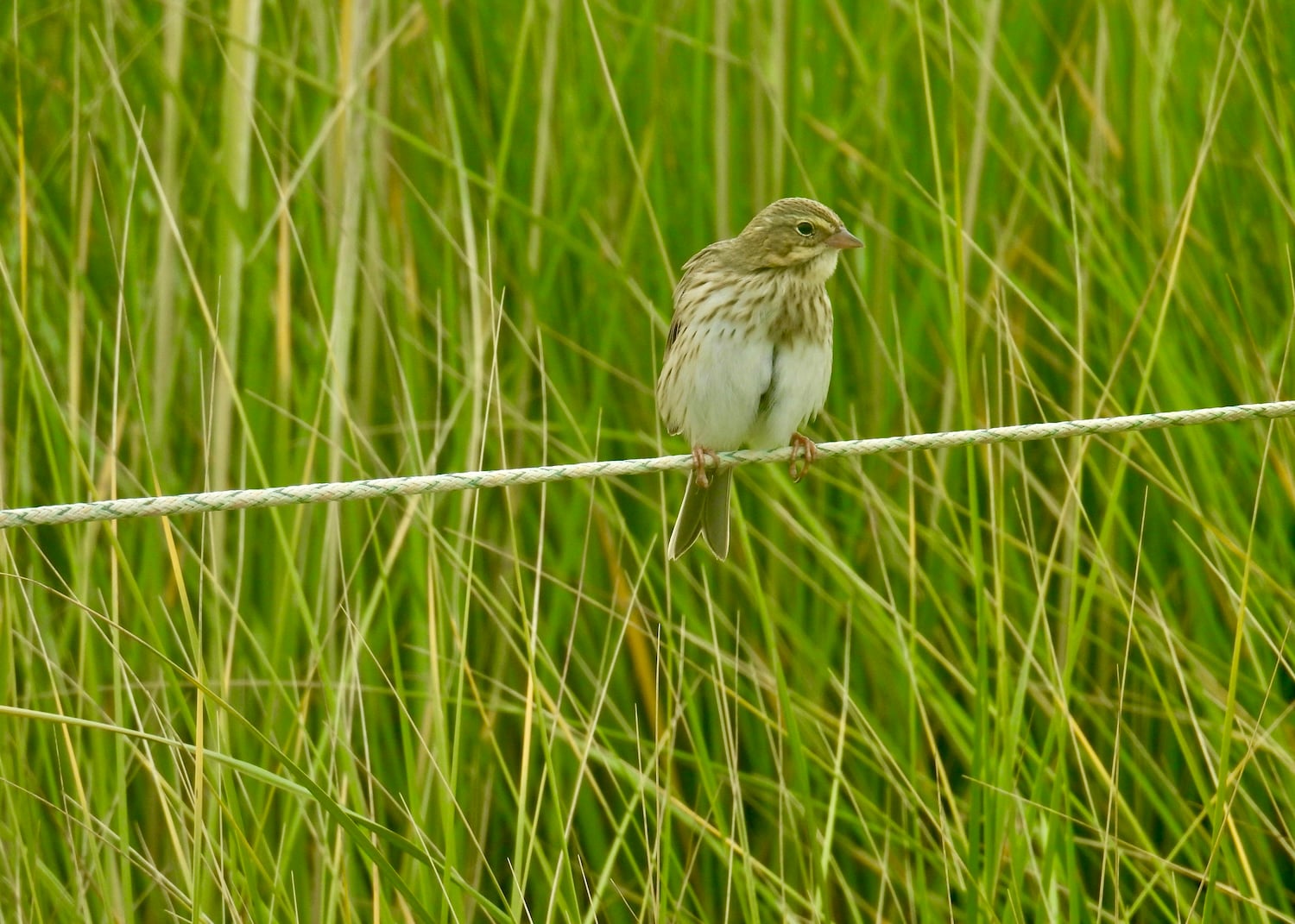 An Ipswich Sparrow sits on an electric fence.
