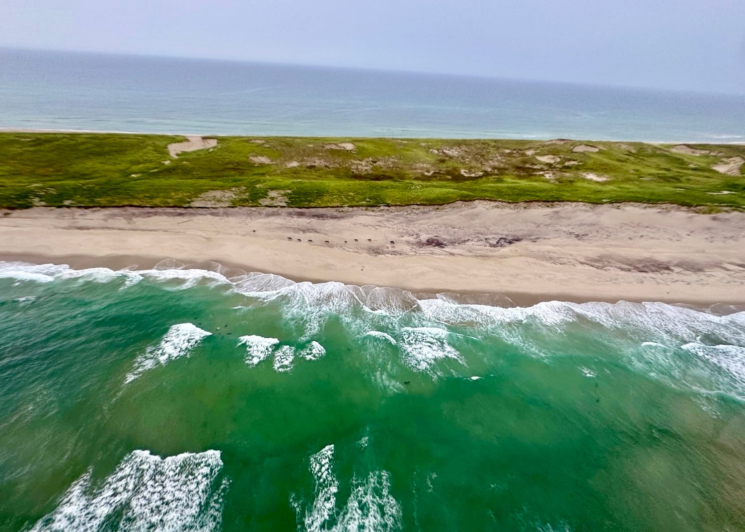 An aerial view of Sable Island with horses on the beach.