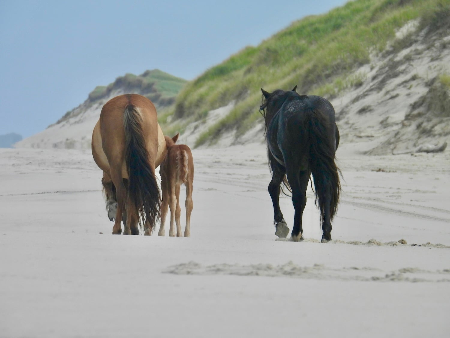 Three horses walk down a beach.