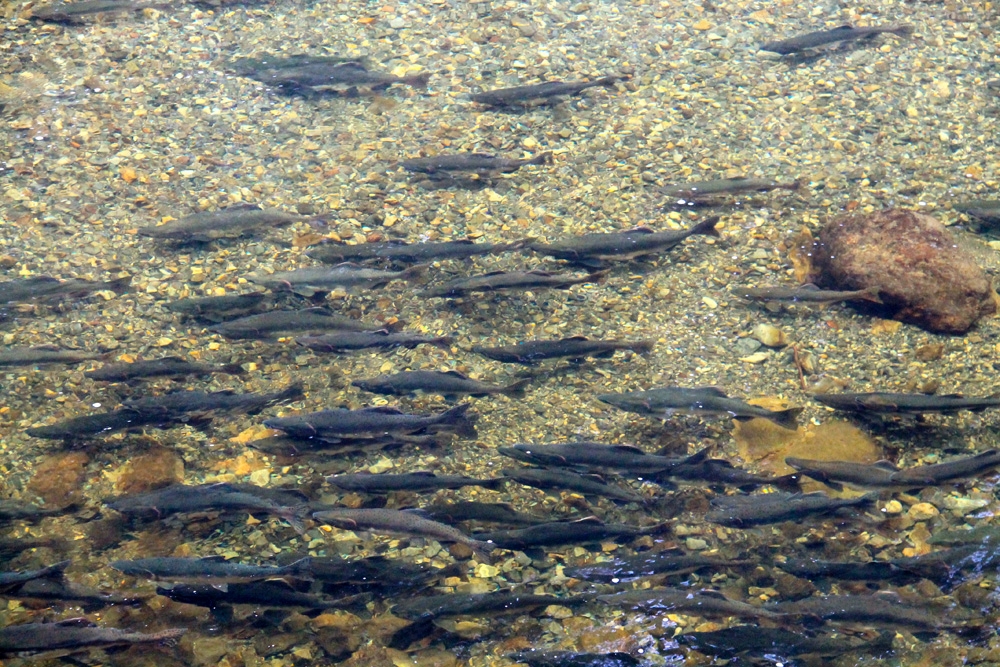 Dozens of salmon swim through a clear river over a rocky river bed.