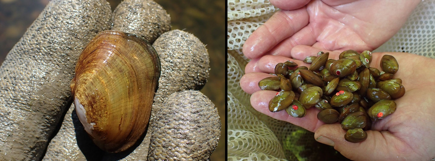 A collage of two images of the tan riffleshell (L) Adult female tan riffleshell. (R) Baby tan riffleshells.