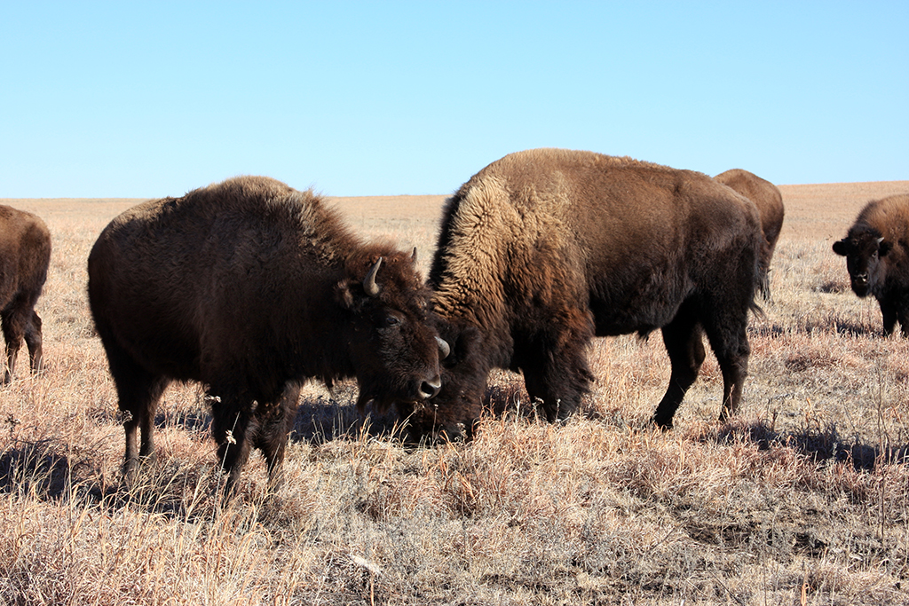 Bison grazing at Tallgrass Prairie National Preserve / NPS file