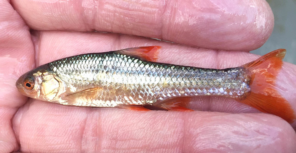 Topeka shiner, Tallgrass Prairie National Preserve / NPS