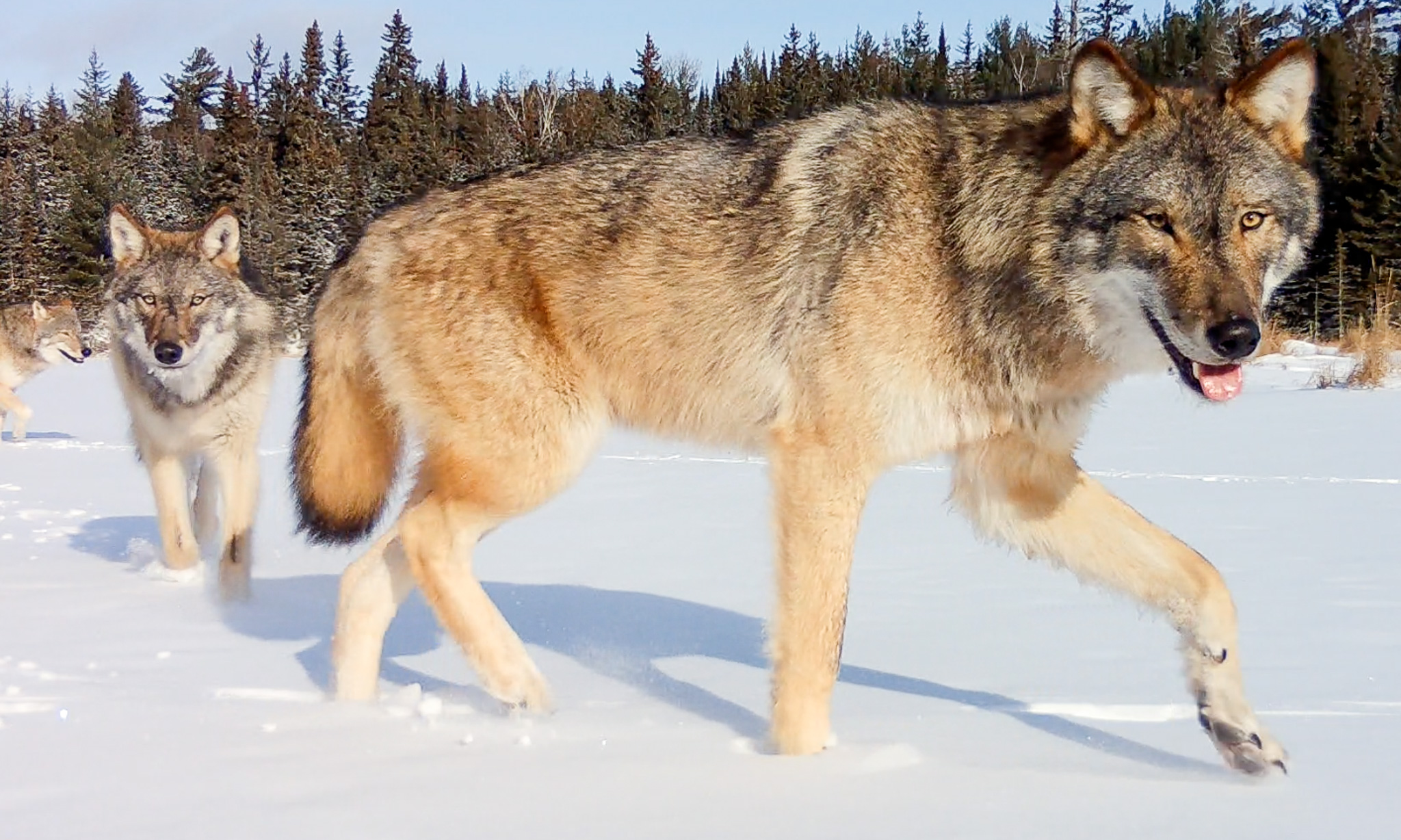 Wolves walk through snow in the Greater Voyageurs Ecosystem