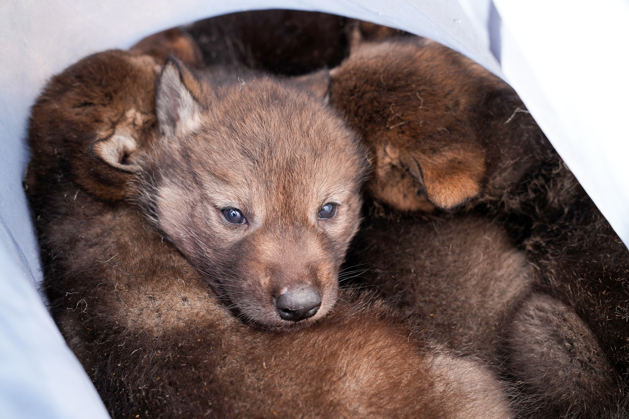 A group of wolf pups sleep in a den